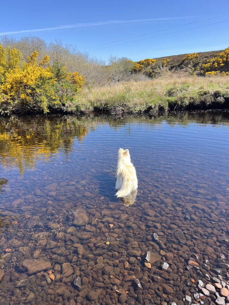 Dog in water at Borgie Millenium Forest and river walk - eight day road trip Scotland NC500